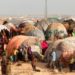 Over two million Somalis hit by serious water and food shortages